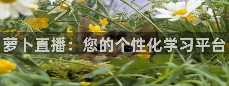 山猫在线体育直播：萝卜直播：您的个性化学习平台