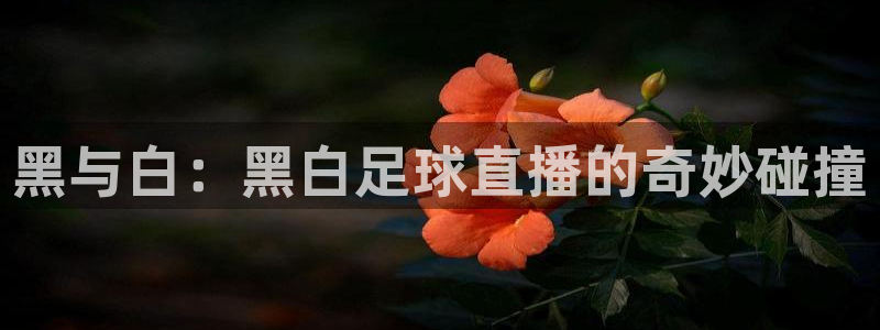 山猫直播足球免费：黑与白：黑白足球直播的奇妙碰撞